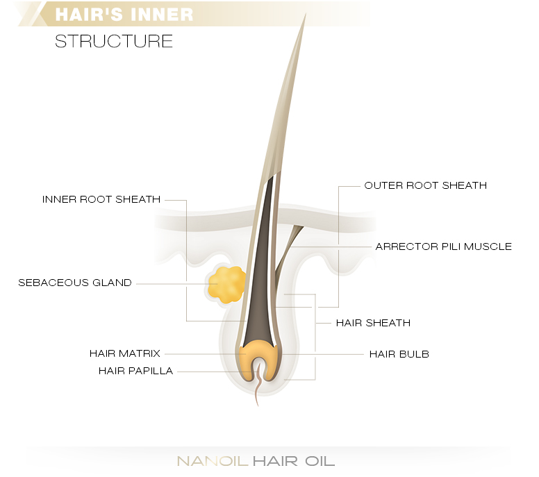 Hair Anatomy Part 1